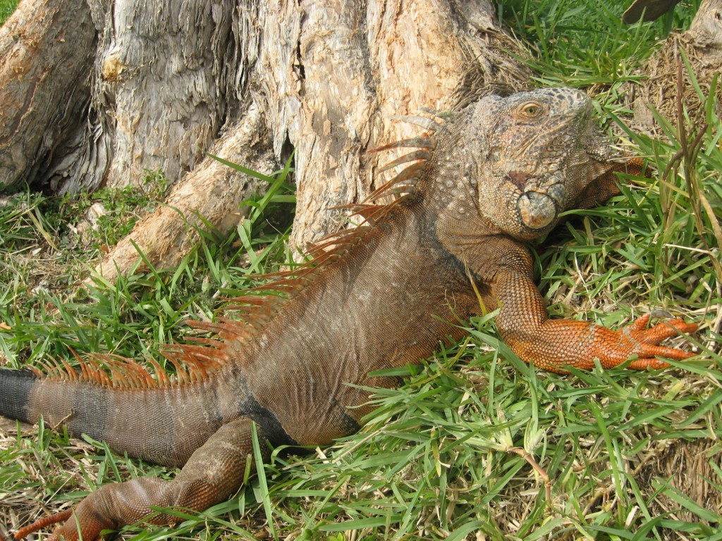 Iguanas at Your Doral Golf Resort or South Florida Timeshare Iguanas at Doral Golf Resort