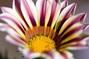 VacationOwnership.com Wishes you a happy Easter
