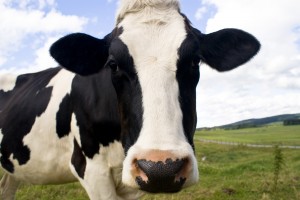 Cows at your timeshare resort? Cows at your timeshare resort?