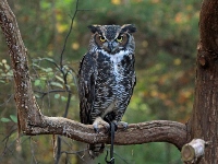 Horned Owl